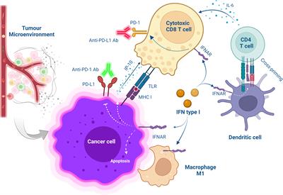 Combining PD-1/PD-L1 blockade with type I interferon in cancer therapy